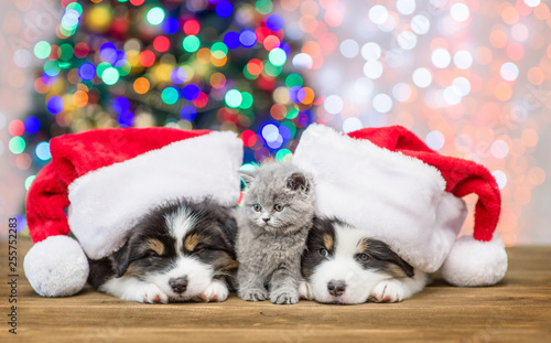 Baby kitten between sleepy Australian shepherd puppies in red santa hats with Christmas tree on background