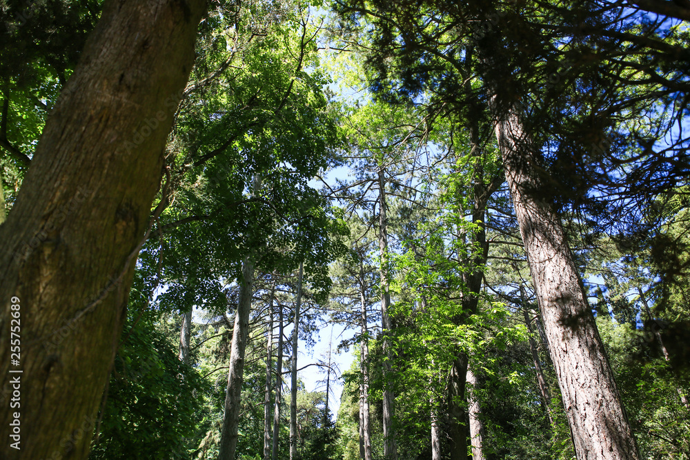 Obraz premium forest