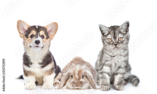 Cat, dog and rabbit together in front view. Isolated on white background © Ermolaev Alexandr