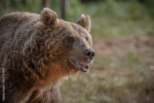 Big brown bear alpha male © Natureimmortal