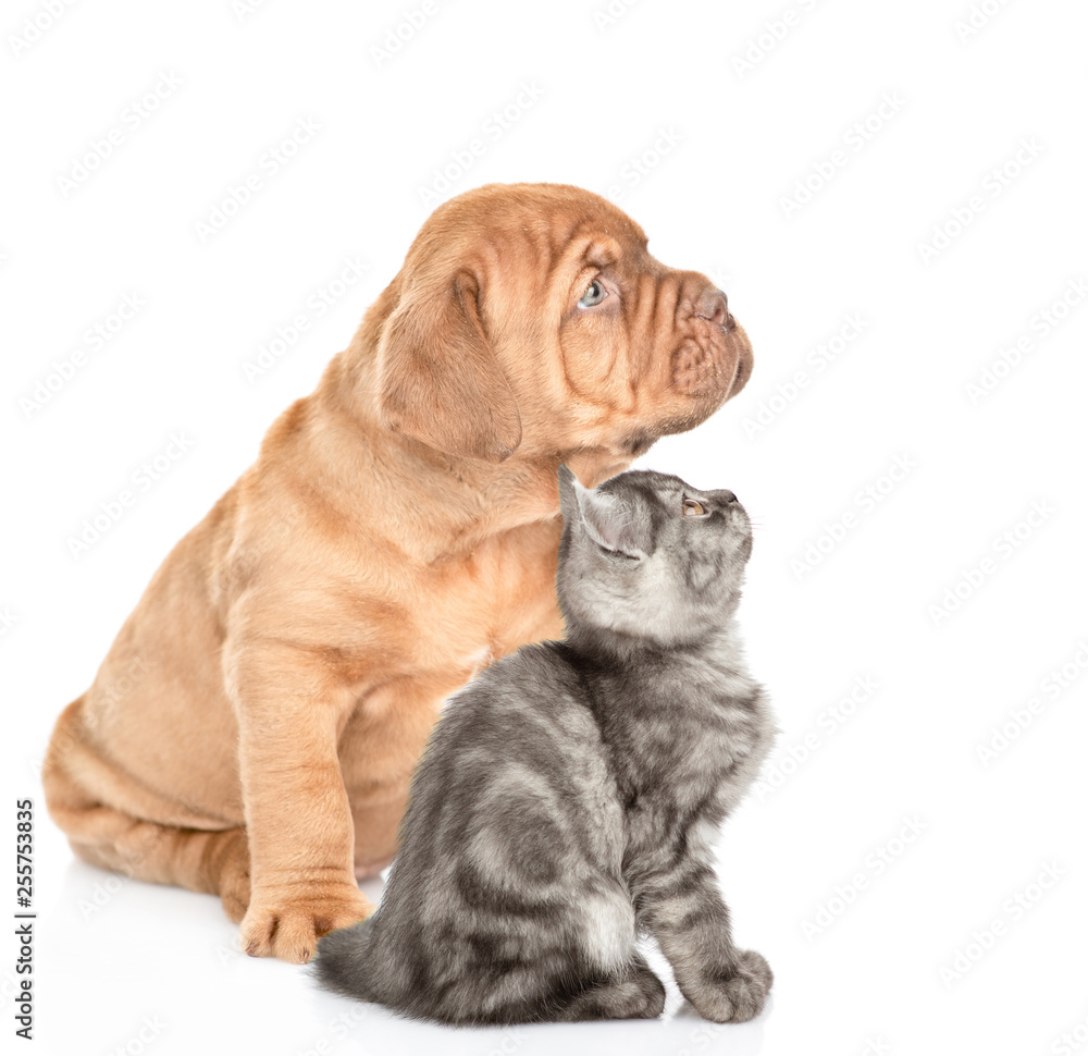 Mastiff puppy and tabby kitten sitting in profile and looking up. isolated on white background