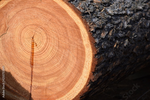 Tree slice with tree rings - can be used as a background