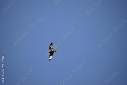 Bird with spread wings in flying in the blue sky