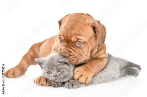 Playful puppy kisses kitten. isolated on white background