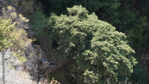 Butterfly Valley rocks with a tree on a very steep slope