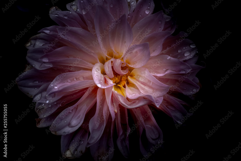 Flower with Waterdrops on Black Background
