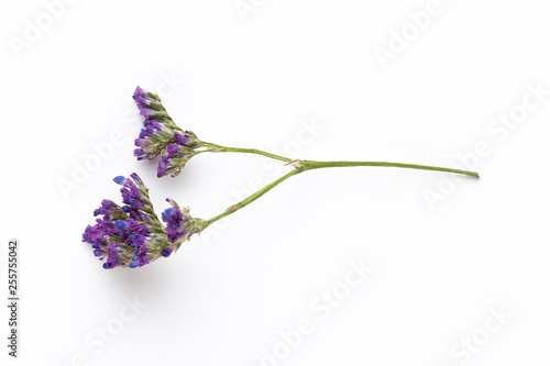 Dried flowers on white background. Flat lay, top view.