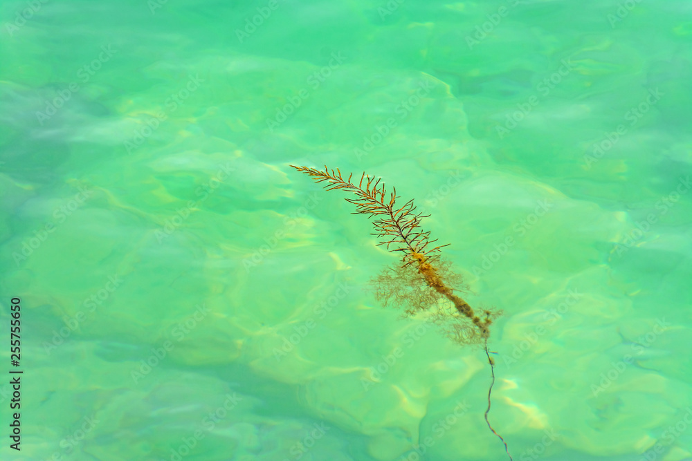 Seaweed in water
