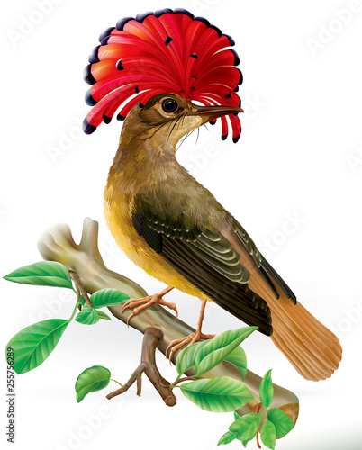 Amazonian royal flycatcher onychorhynchus coronatus