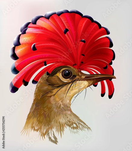 Head Amazonian royal flycatcher