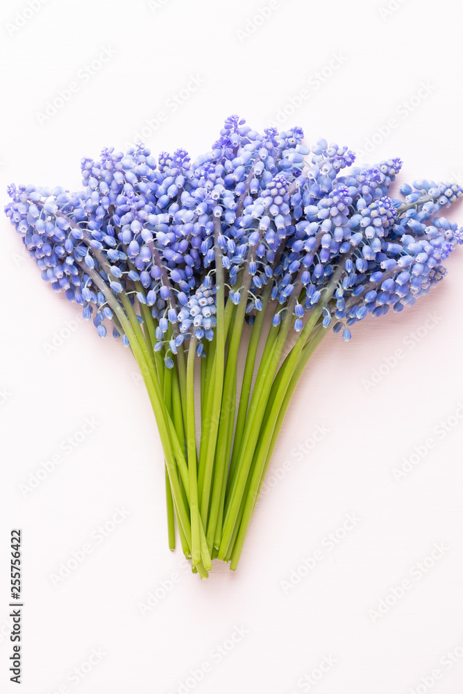 Spring blue muscari flowers. Muscari flowers on pink pastel background. Spring greeting card.
