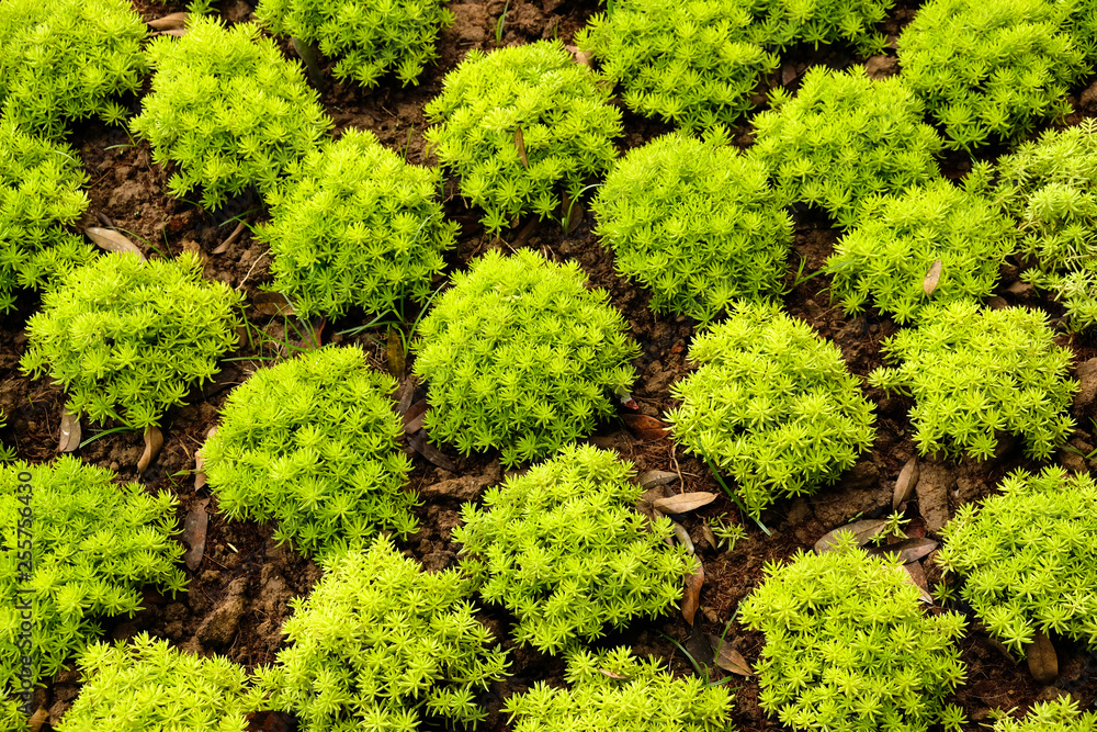 Small green plants growing in the garden