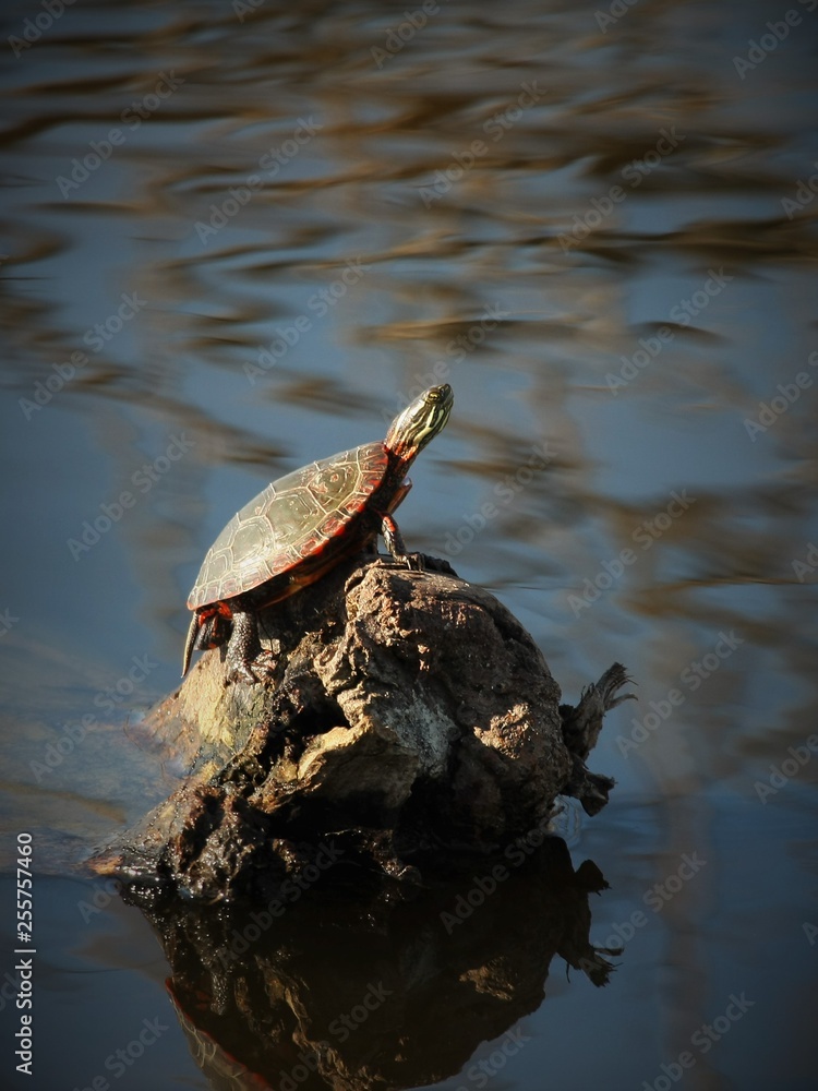 Fototapeta premium turtles in a pond