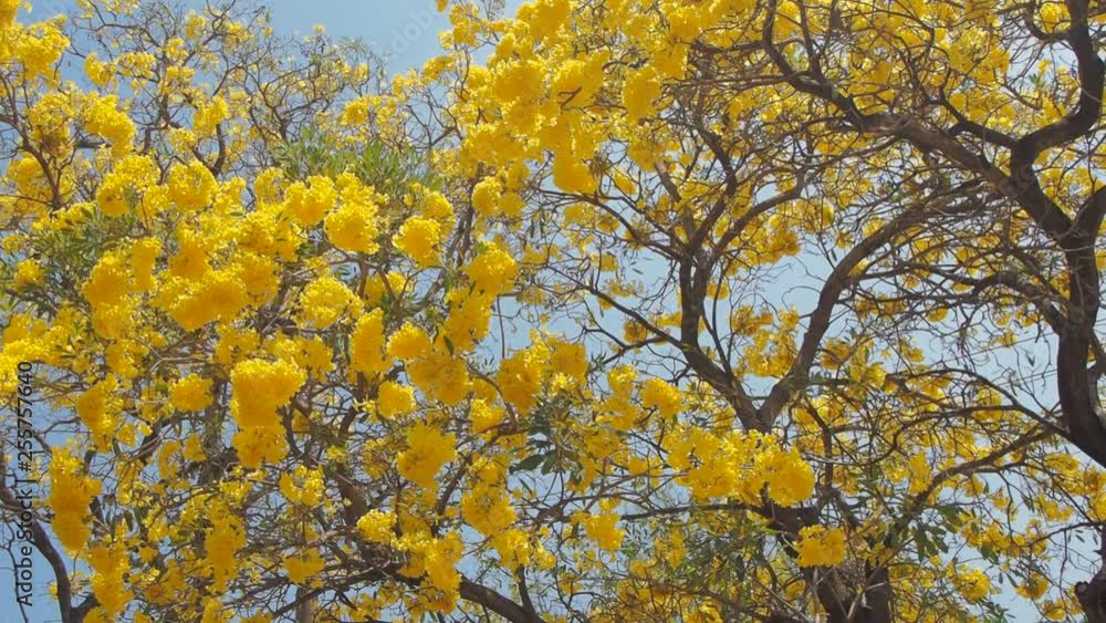 view panning to top tree of Beautiful Tabebuia chrysantha blossom blooming on tree with blue sky background, other names Golden Tree, Golden Trumpet Tree, Yellow Pui. view panning to top tree of Beautiful Tabebuia chrysantha blossom blooming on tree with blue sky background, other names Golden Tree, Golden Trumpet Tree, Yellow Pui.