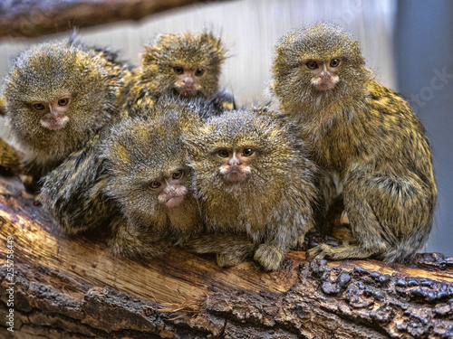Obraz na płótnie Satisfied family with cubs, Pygmy marmoset, Callithrix pygmaea niveiventris, w salonie