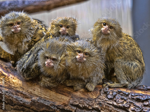 Tableau sur toile Satisfied family with cubs, Pygmy marmoset, Callithrix pygmaea niveiventris,