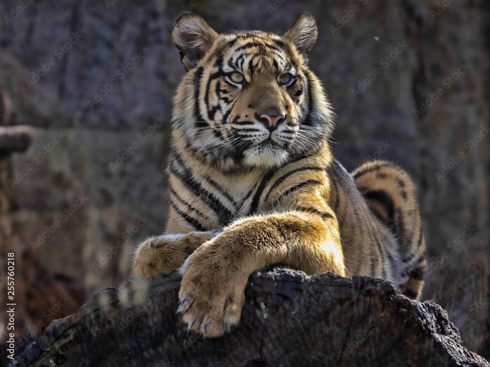 Obraz premium Young female Sumatran Tiger Panthera tigris sumatrae, lying on trunk and looking around