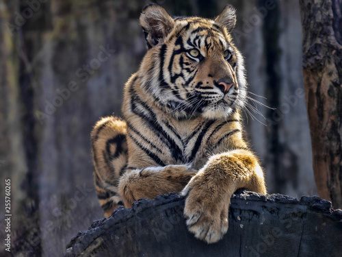 Young female Sumatran Tiger Panthera tigris sumatrae  lying on trunk and looking around