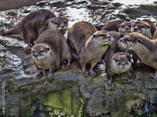 The quarrelsome family, Oriental small-clawed otter, Amblonyx cinerea, is very noisy