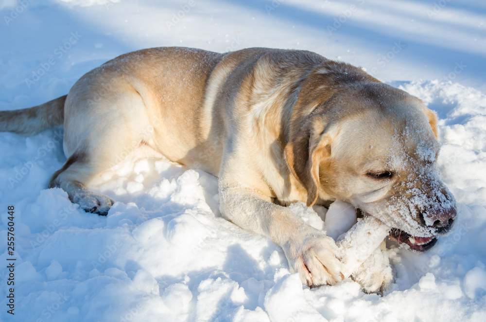 labrados nibbles stick in winter