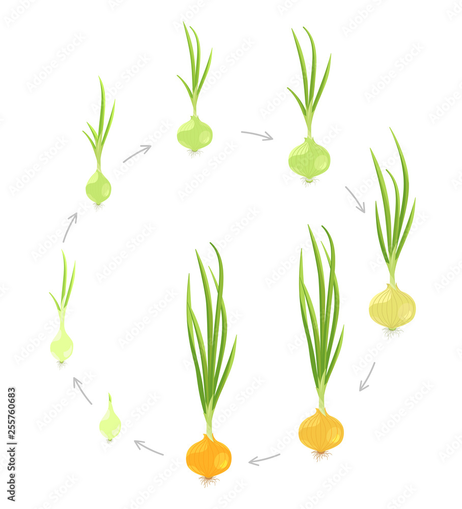 Crop stages of onion. Circular round growing onion plants. Bulbs life cycle. Harvest growth
