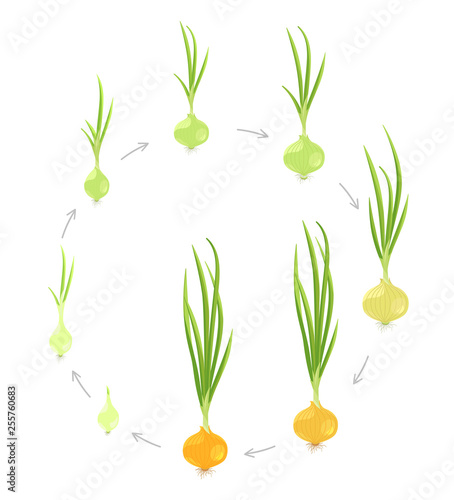 Crop stages of onion. Circular round growing onion plants. Bulbs life cycle. Harvest growth biology. Allium. Vector Illustration