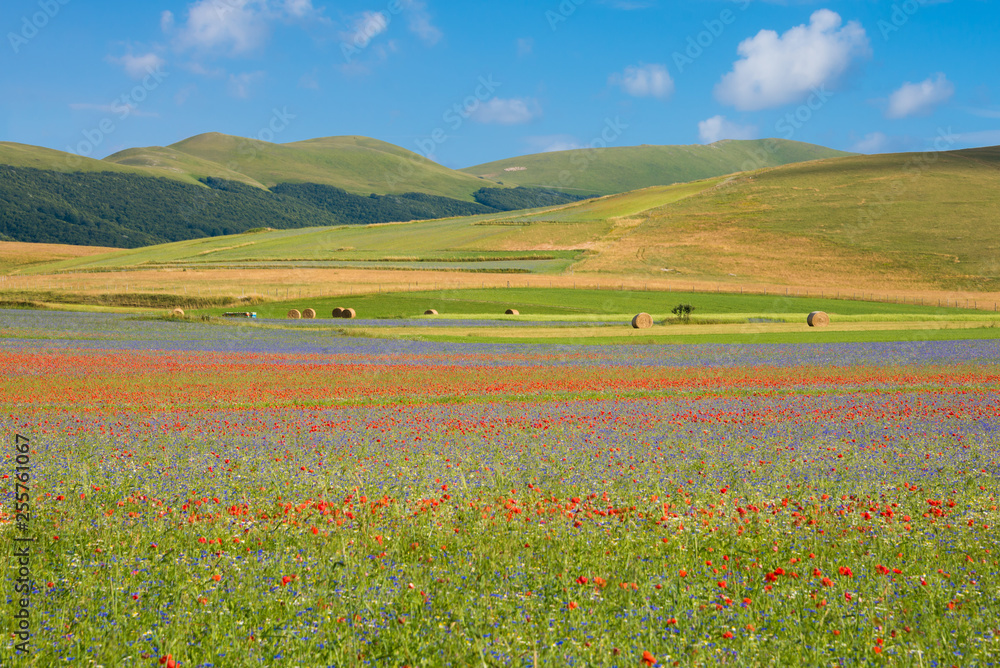 Countryside in summer with fields of wild flowers
