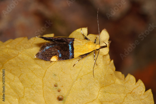 Oecophora bractella (LINNAEUS, 1758) Oecophora bractella , Faulholzmotte DE, NRW, Remscheid, Naturschule Grund 12.06.2015 photo