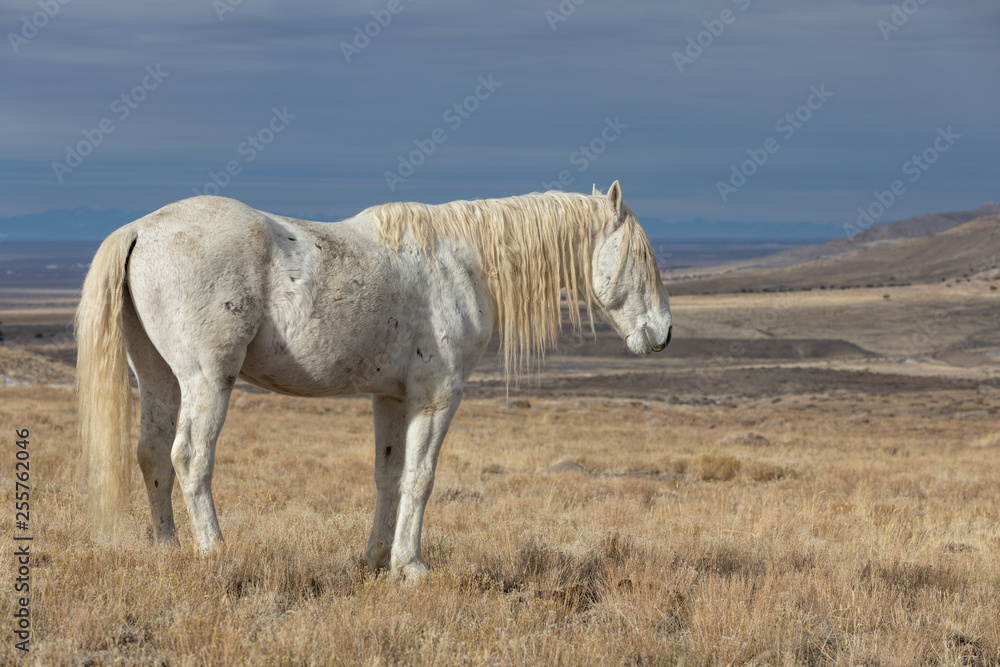 Majestic Wild Horse Stallion in the Utah Desert in Winter Majestic Wild Horse Stallion in the Utah Desert in Winter