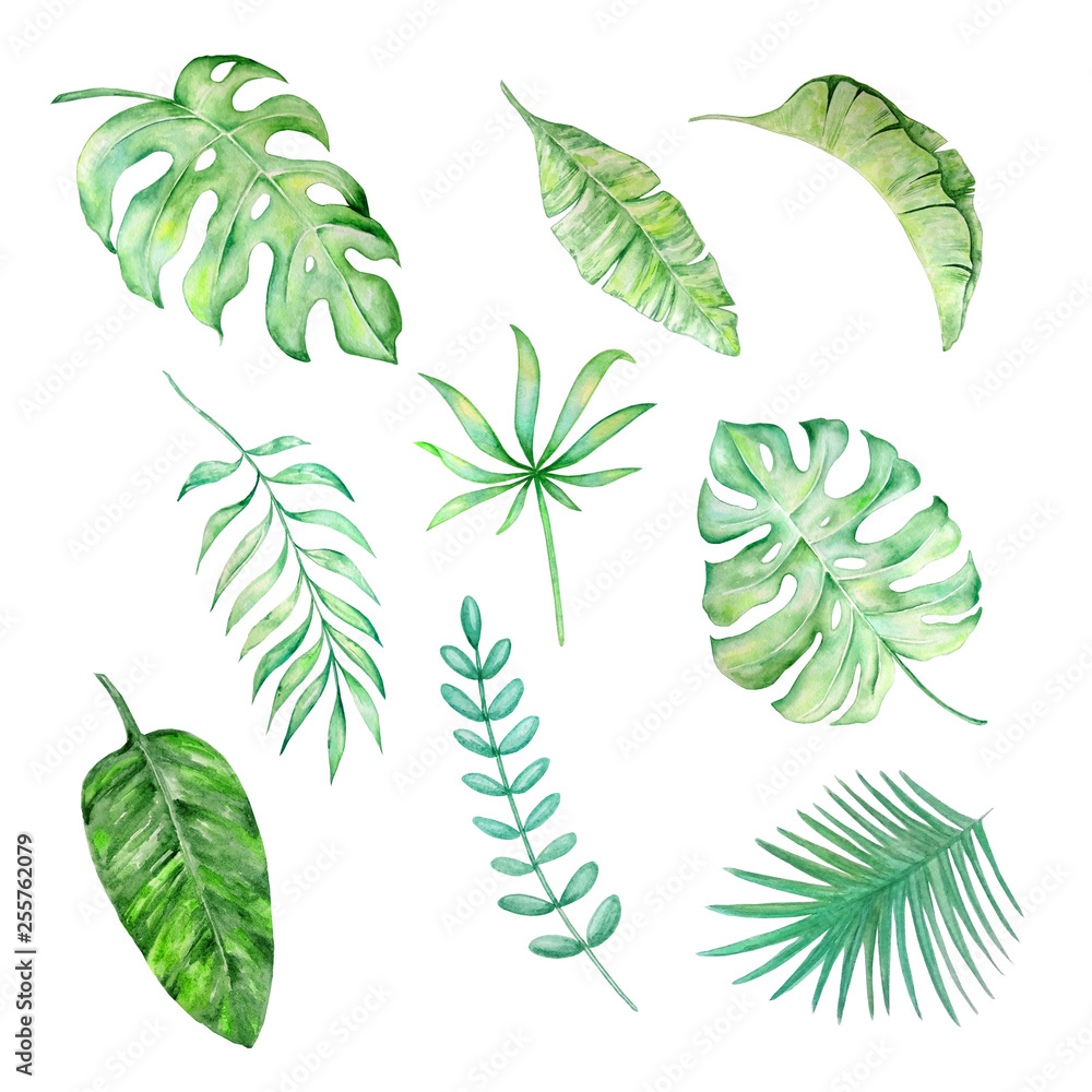 watercolor tropical leaves watercolor tropical leaves