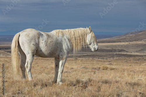 Majestic Wild Horse Stallion in the Utah Desert in Winter