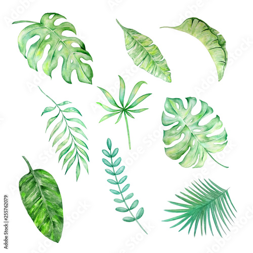 watercolor tropical leaves