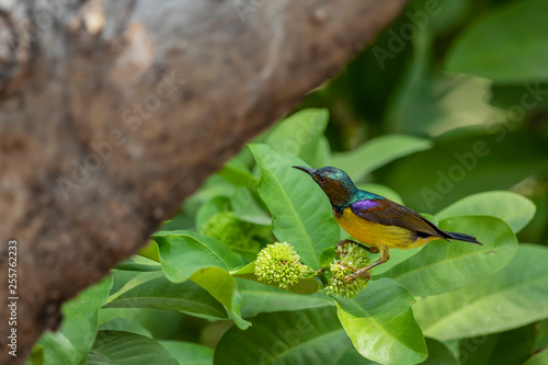 Colorful Brown-throated sunbird on the flower tree in the garden photo