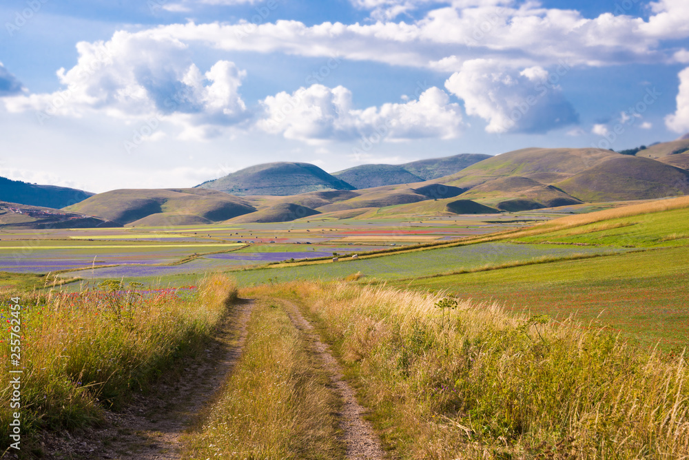 Countryside road among green fields in summer