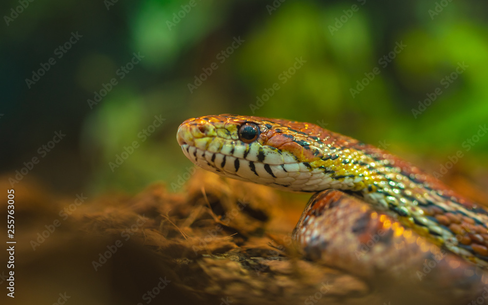Fototapeta premium Bright tropical snake in natural habitat