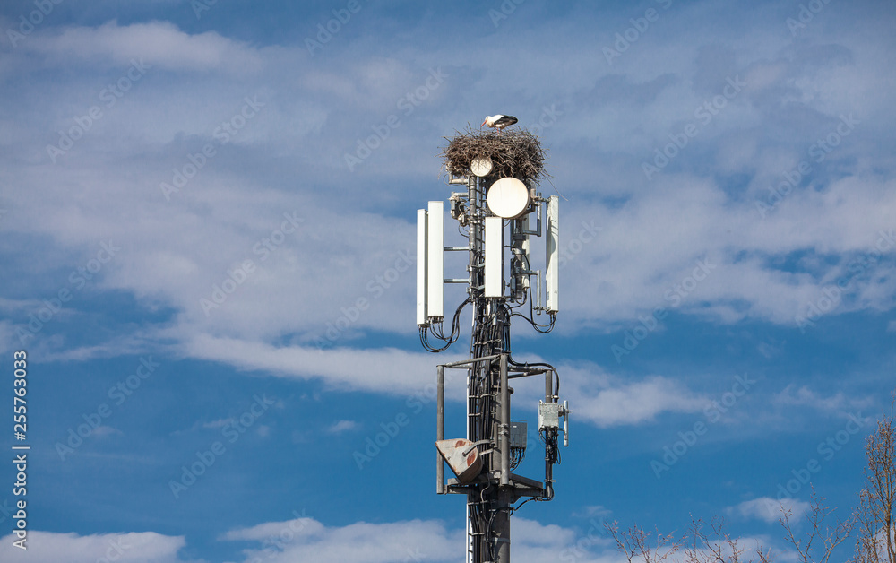 white Stork nesting on a cell tower, ignoring the danger of radiation
