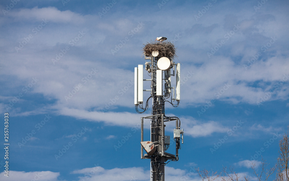 white Stork nesting on a cell tower, ignoring the danger of radiation white Stork nesting on a cell tower, ignoring the danger of radiation