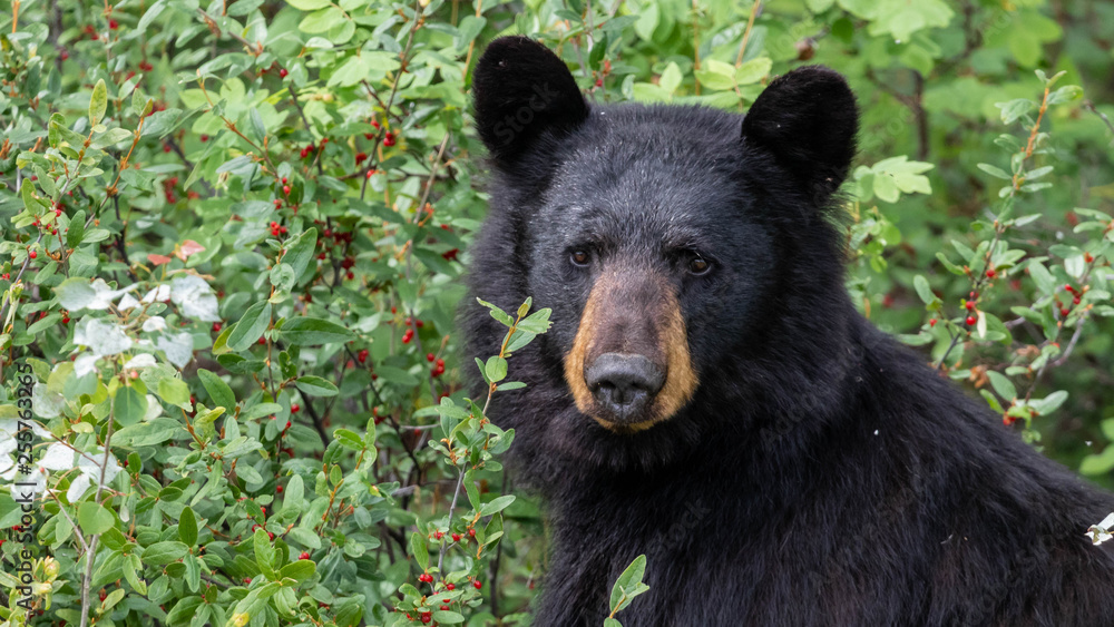 Naklejka premium Black Bear