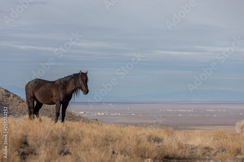 Majestic Wild Horse Stallion in the Utah Desert in Winter © natureguy