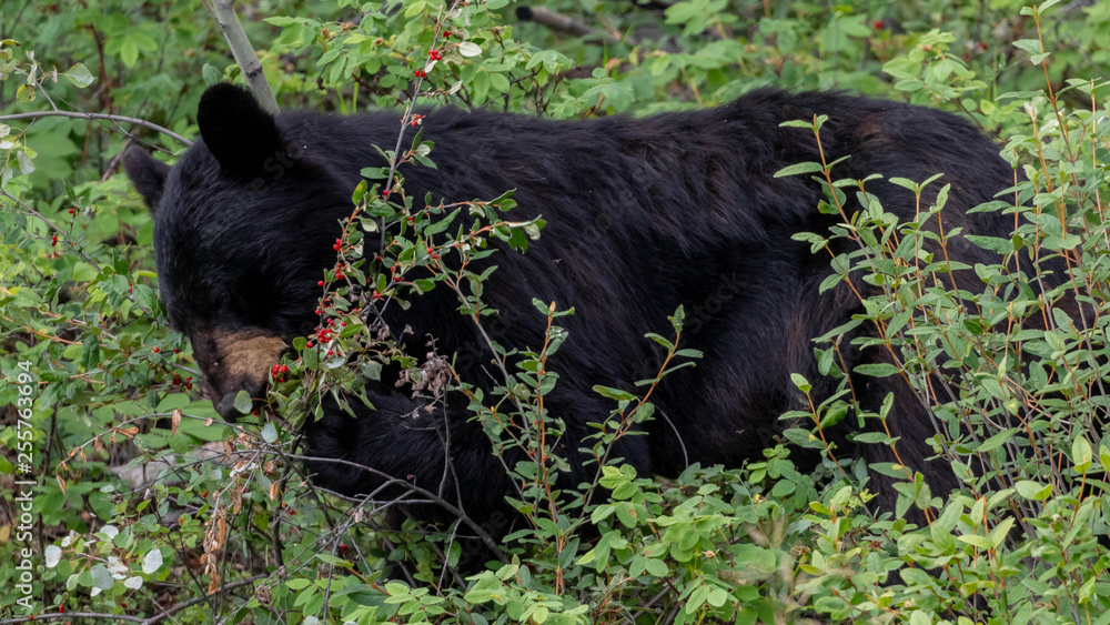 Black Bear