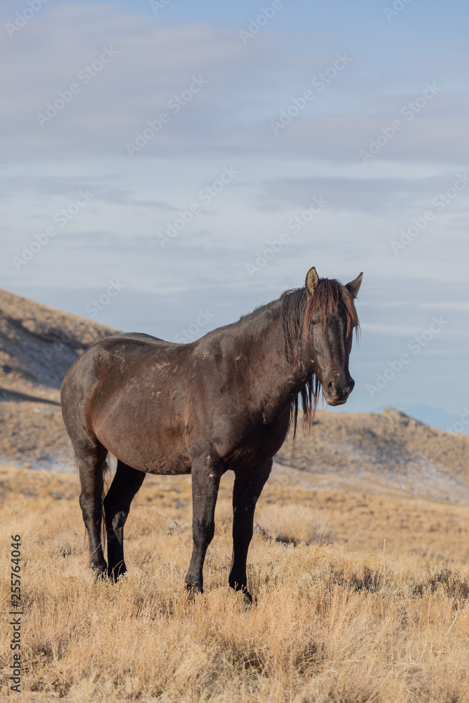 Majestic Wild Horse Stallion in the Utah Desert in Winter Majestic Wild Horse Stallion in the Utah Desert in Winter