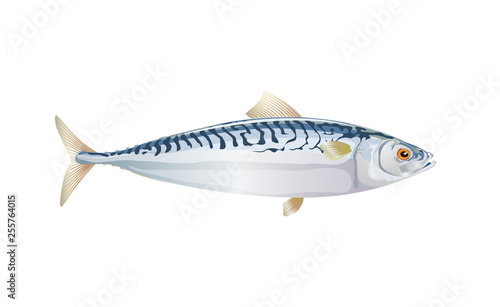 Scomber, Mackerel fish isolated on light background. Fresh fish in a simple flat style. Vector for design seafood packaging and market illustration. EPS10. Marine life or water nature