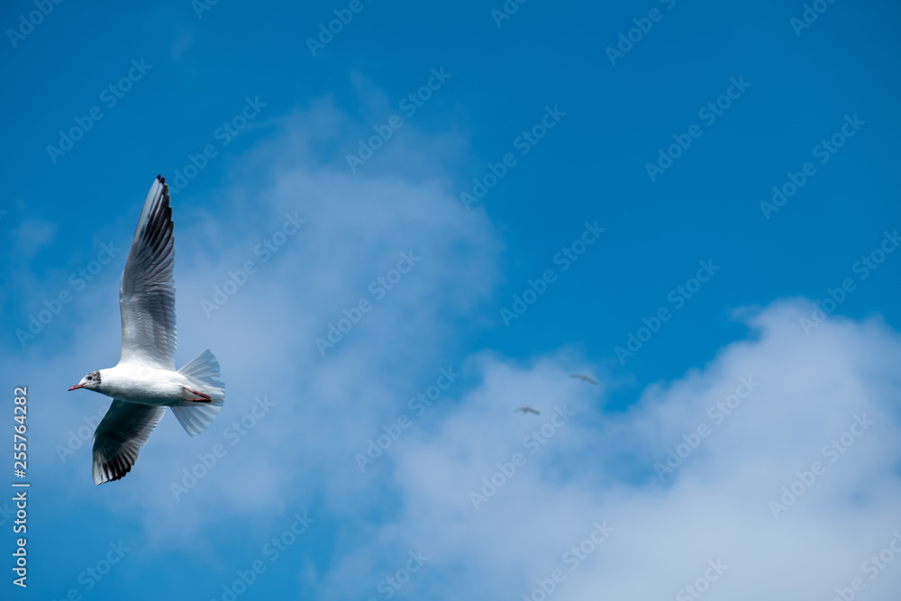 Single seagull flying in a sky as a background Single seagull flying in a sky as a background