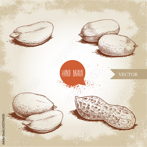 Hand drawn sketch style peanuts set. Organic food. Seed compositions and peanut pod. Retro style vector illustration isolated on vintage background.