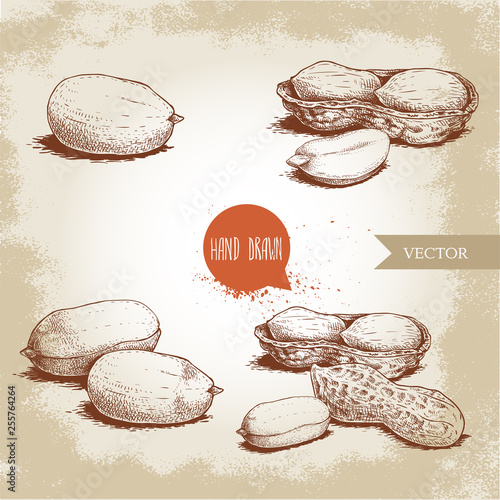 Hand drawn sketch style peanuts set. Organic food. Seed and peanut pod compositions . Retro style vector illustration isolated on vintage background.