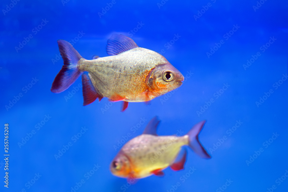 Predatory fish piranha (Pygocentrus nattereri) Predatory fish piranha (Pygocentrus nattereri)