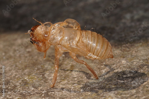 Cicada orni Linnaeus, 1758 Cicada orni, Singzikade , Exuvie FR, Provence, Saint-Rémy-de-Provence 01.07.2015