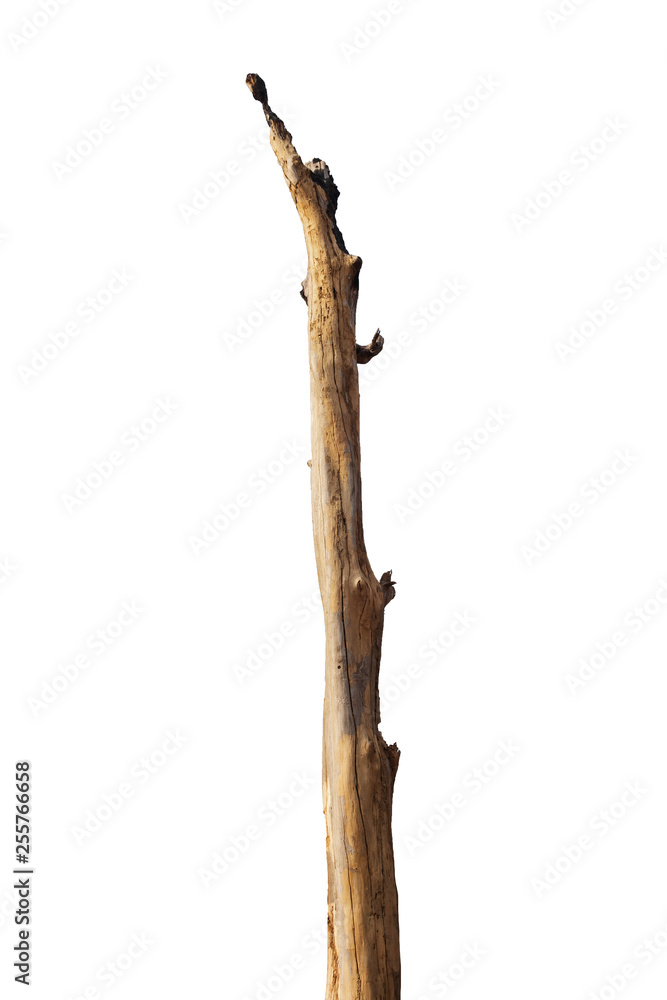 dead tree isolated on white background