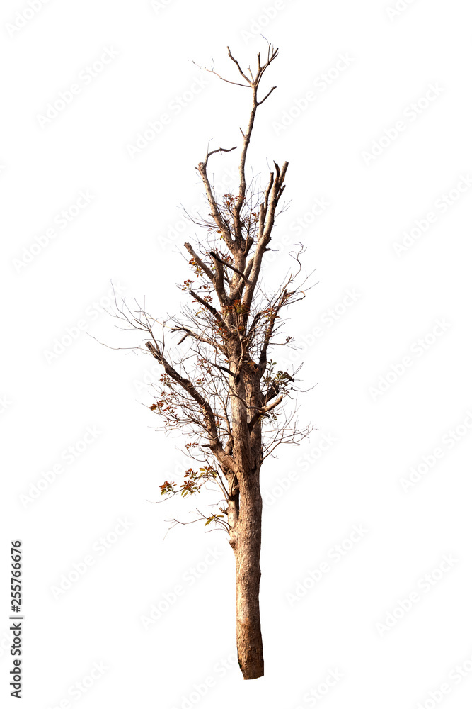dead tree isolated on white background dead tree isolated on white background