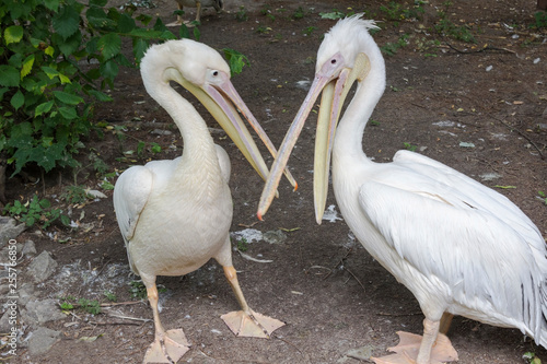 Two pelicans with open beaks stand on the ground. Zoo